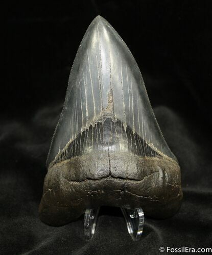 Sharp / Inch Megalodon Tooth From Georgia #871